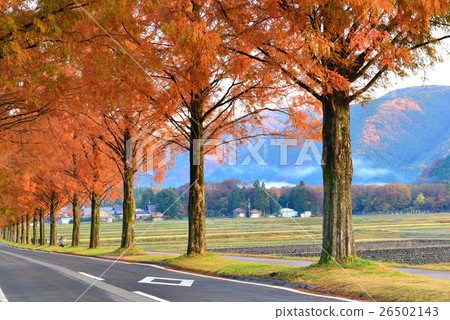 Metasequoia Namiki 26502143