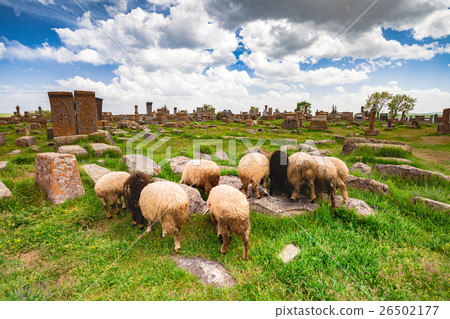 Sheep graze in Noratus 26502177
