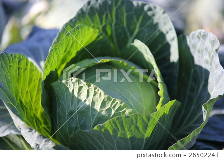 cabbage cabbage 26502241