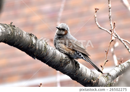 在三鷹市 東京的野生鳥類 布朗耳棕色和櫻桃樹 照片素材 圖片 圖庫