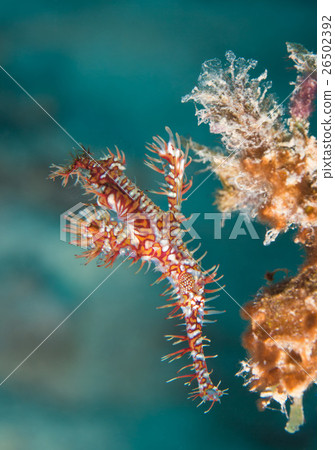 Nishiki Fulai Wow 26502392