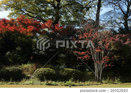 November Autumn leaves of the Tokyo garden museum 01 26502683