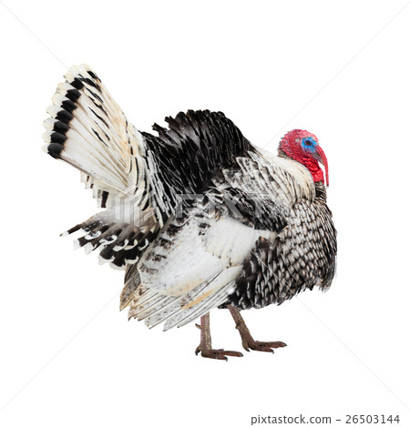 beautiful turkey bird isolated on white background beautiful turkey bird isolated on white background 26503144