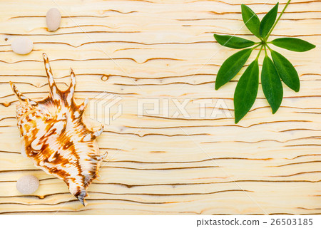 green leaf of shefler, shell and stones on wooden green leaf of shefler, shell and stones on wooden 26503185