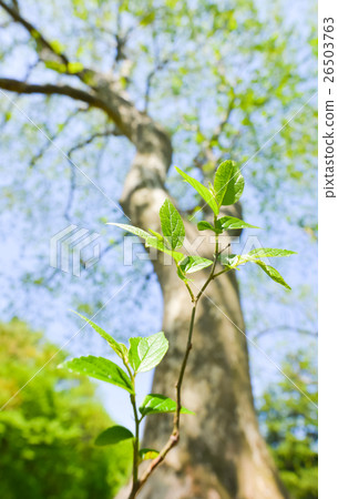 A small tree A small tree 26503763