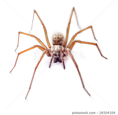 Spider isolated Spider isolated 26504109