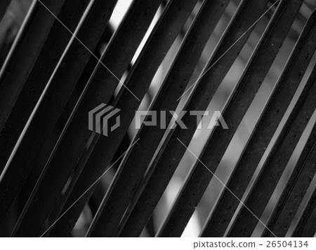 COCONUT LEAF IN PATTERN 26504134