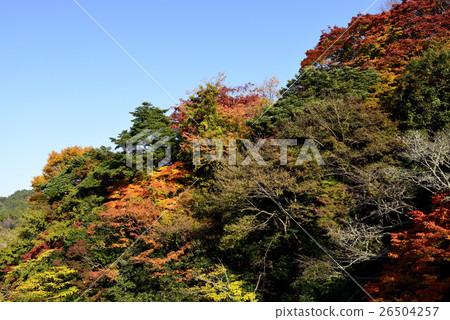 [奈良縣]吉野山的秋葉 26504257