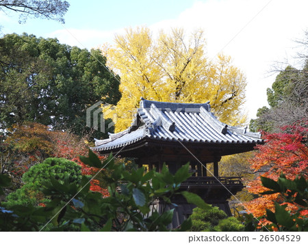 佛教寺廟秋葉 26504529