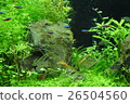 Aquarium 26504560
