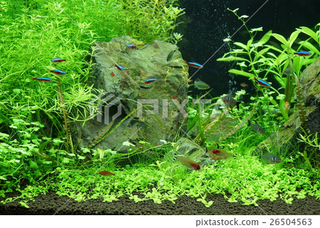 Aquarium 26504563