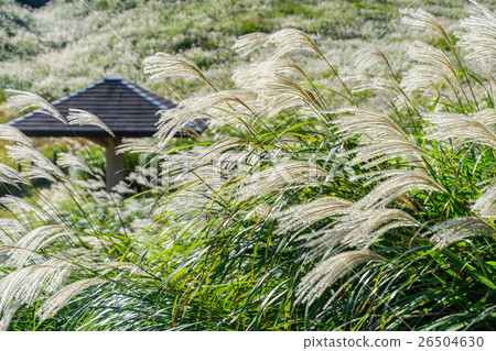 芒草 26504630