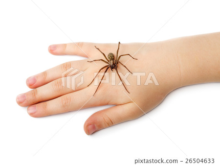 Spider on the human hand 26504633