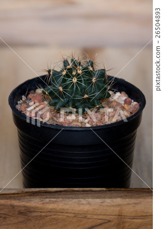 The cactus in pot on wooden box 26504893