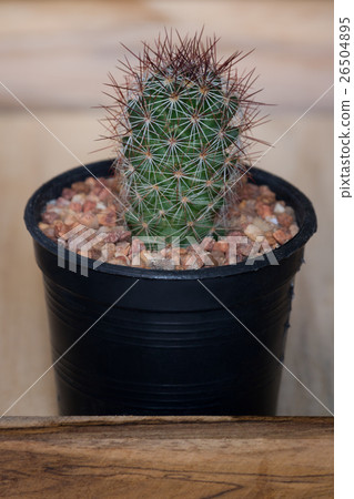 The cactus in pot on wooden box 26504895