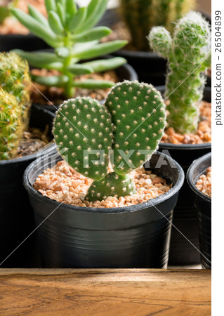 The cactus in pot on wooden box 26504899