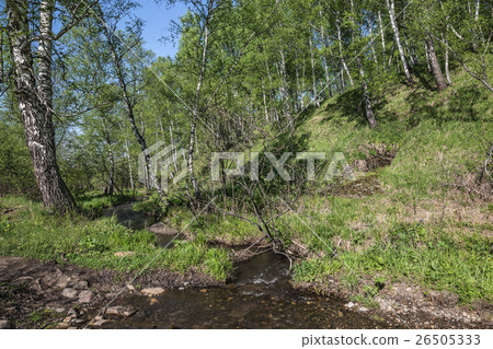 Creek in the woods Creek in the woods 26505333