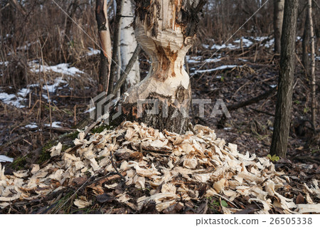 Work of a beaver Work of a beaver 26505338