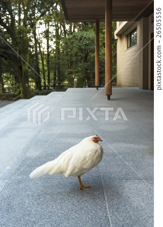Shinki New Year's card material Ise shrine Shinki New Year's card material Ise shrine 26505556