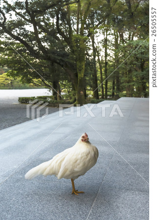 Shinki New Year's card material Ise shrine 26505557
