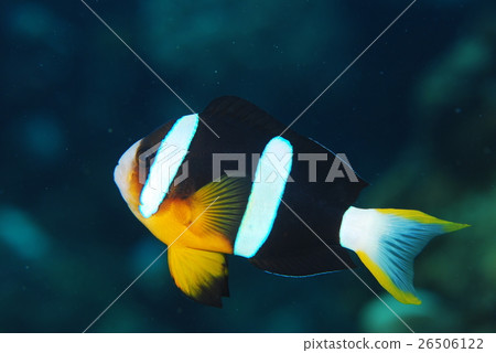 Anemone fish Anemone fish 26506122