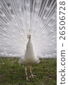 White Peacock 26506728