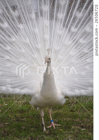 White Peacock 26506728