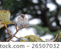 Sparrow 26507032