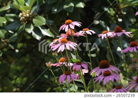 Echinacea 26507239