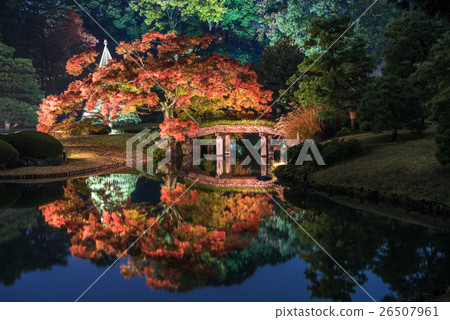 Light-up of Rokugien autumn leaves and Daimyo garden Light-up of Rokugien autumn leaves and Daimyo garden 26507961