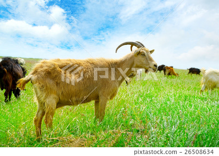 Flock domestic goats grazing on pasture 26508634