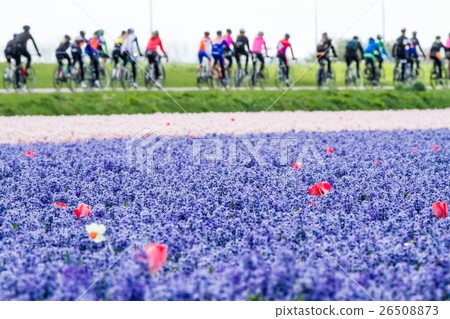 red tulip  whit bleubells 26508873