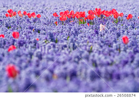 red tulip whit bleubells red tulip whit bleubells 26508874