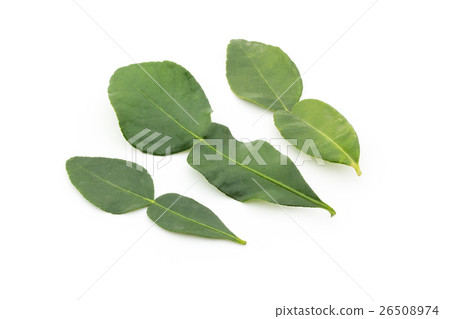 Kaffir-lime leaves: Kaffir lime leaf 26508974
