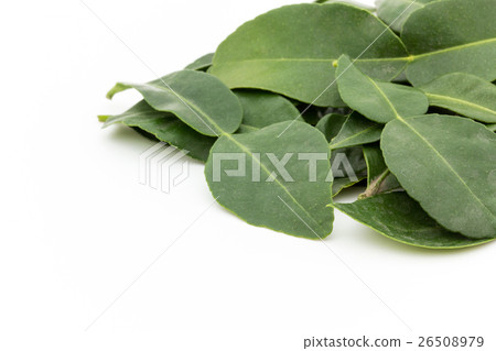 非洲青檸葉：非洲黑人石灰葉 26508979