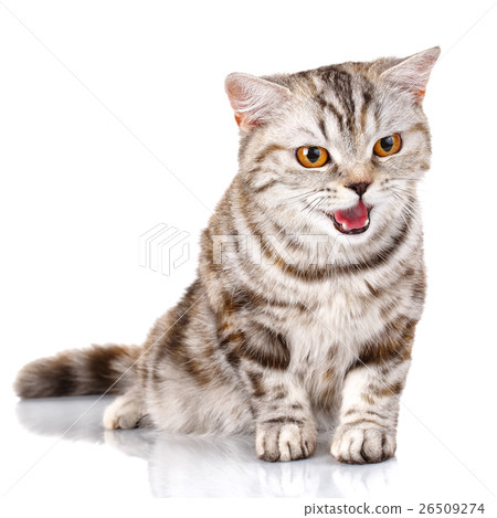 Scottish Straight Male Cat siting on Isolated 26509274