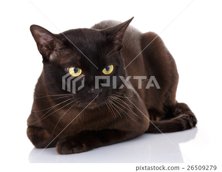 Black kitten with yellow eyes, lying on a white 26509279