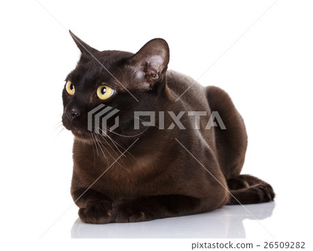 black Burmese cat with yellow eyes lying on white 26509282