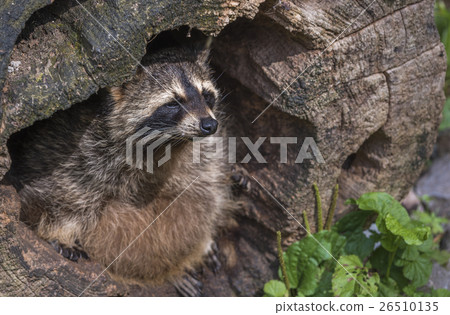 Close up on a raccoon. Close up on a raccoon. 26510135