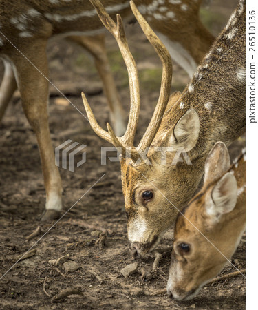 Close up with axis deer's head Close up with axis deer's head 26510136