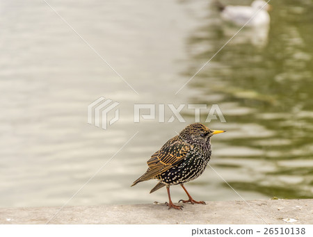 Common starling bird Common starling bird 26510138