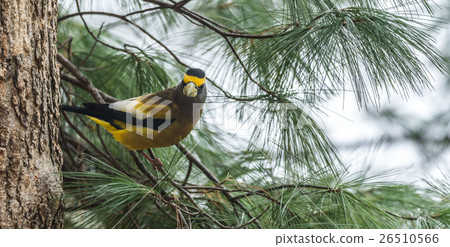 Evening Grosbeak (Coccothraustes vespertinus). 26510566