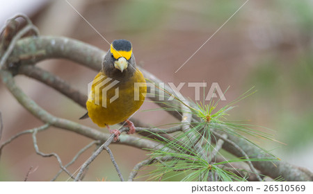 Evening Grosbeak (Coccothraustes vespertinus). 26510569