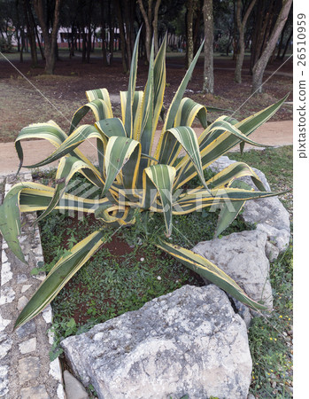 Agave Americana marginata aurea plant Agave Americana marginata aurea plant 26510959