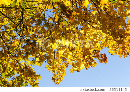 Maple Park in autumn Maple Park in autumn 26511145