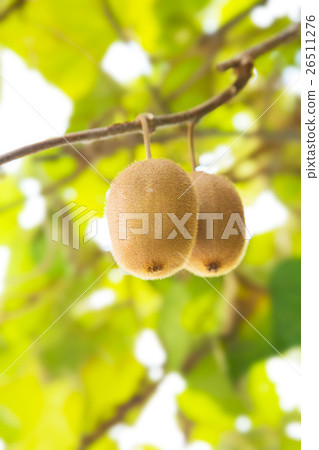 Kiwi  26511276