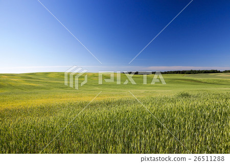 Field with cereal Field with cereal 26511288