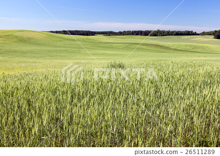Field with cereal 26511289