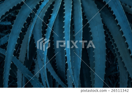 蘆薈葉 26511342