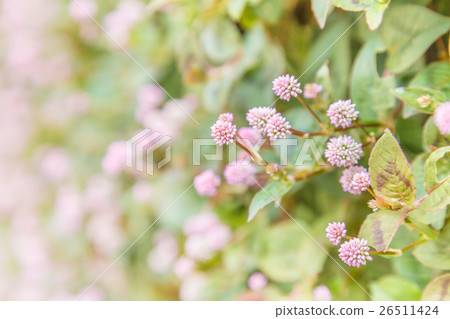 Polygonum 26511424